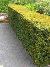 Bild von Kegeleibe / Bechereibe 'Hillii' im Onlineshop von Bohlken Pflanzenversand GbR