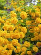 Bild für den Artikel Gefüllter Ranunkelstrauch 'Pleniflora' im Online-Shop der Bohlken Baumschulen