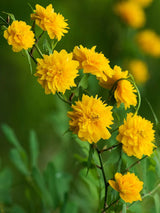 Bild für den Artikel Gefüllter Ranunkelstrauch 'Pleniflora' im Online-Shop der Bohlken Baumschulen