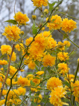 Bild für den Artikel Gefüllter Ranunkelstrauch 'Pleniflora' im Online-Shop der Bohlken Baumschulen