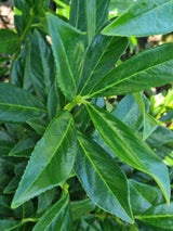 Bild von Kirschlorbeer 'Caucasica' im Onlineshop von Bohlken Pflanzenversand GbR