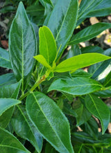 Bild von Kirschlorbeer 'Caucasica' im Onlineshop von Bohlken Pflanzenversand GbR