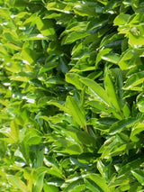 Bild von Kirschlorbeer 'Caucasica' im Onlineshop von Bohlken Pflanzenversand GbR