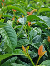 Bild von Kirschlorbeer 'Copperbell'® im Onlineshop von Bohlken Pflanzenversand GbR