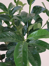 Bild von Kirschlorbeer 'Copperbell'® im Onlineshop von Bohlken Pflanzenversand GbR