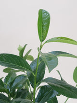 Bild von Kirschlorbeer 'Copperbell'® im Onlineshop von Bohlken Pflanzenversand GbR