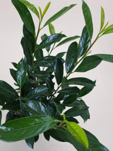 Bild von Kirschlorbeer 'Elly'® im Onlineshop von Bohlken Pflanzenversand GbR