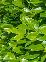 Bild von Kirschlorbeer 'Etna' ® im Onlineshop von Bohlken Pflanzenversand GbR