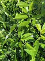 Bild von Kirschlorbeer 'Herbergii' im Onlineshop von Bohlken Pflanzenversand GbR