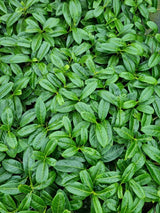 Bild von Kirschlorbeer 'Mount Vernon' im Onlineshop von Bohlken Pflanzenversand GbR