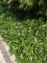 Bild von Kirschlorbeer 'Mount Vernon' im Onlineshop von Bohlken Pflanzenversand GbR