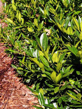 Bild von Kirschlorbeer 'Otto Luyken' im Onlineshop von Bohlken Pflanzenversand GbR