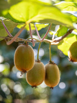 Bild von Kiwi 'Jenny' im Onlineshop von Bohlken Pflanzenversand GbR