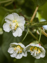 Bild von Kiwi 'Jenny' im Onlineshop von Bohlken Pflanzenversand GbR