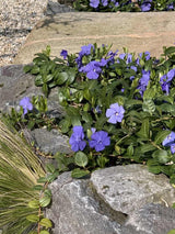 Bild von Kleinblättriges Immergrün 'Bowles' im Onlineshop von Bohlken Pflanzenversand GbR