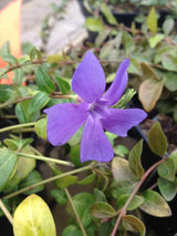 Bild von Kleinblättriges Immergrün 'Bowles' im Onlineshop von Bohlken Pflanzenversand GbR