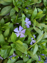 Bild von Kleinblättriges Immergrün im Onlineshop von Bohlken Pflanzenversand GbR