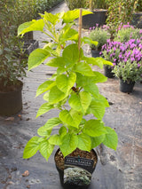 Bild von Kletterhortensie 'Flying Saucer' ® im Onlineshop von Bohlken Pflanzenversand GbR