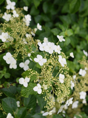 Bild von Kletterhortensie im Onlineshop von Bohlken Pflanzenversand GbR