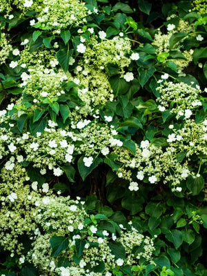 Bild von Kletterhortensie im Onlineshop von Bohlken Pflanzenversand GbR
