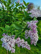 Bild von Koreanischer Flieder 'Miss Kim' im Onlineshop von Bohlken Pflanzenversand GbR