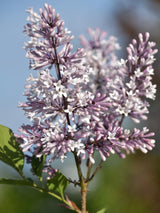 Bild von Koreanischer Flieder 'Miss Kim' im Onlineshop von Bohlken Pflanzenversand GbR