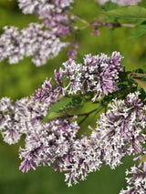 Bild von Koreanischer Flieder 'Miss Kim' im Onlineshop von Bohlken Pflanzenversand GbR