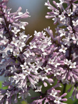 Bild von Koreanischer Flieder 'Miss Kim' im Onlineshop von Bohlken Pflanzenversand GbR