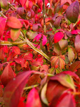 Bild von Korkflügelstrauch, Pfaffenhütchen, Flügel-Spindelstrauch im Onlineshop von Bohlken Pflanzenversand GbR