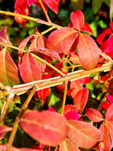 Bild von Korkflügelstrauch, Pfaffenhütchen, Flügel-Spindelstrauch im Onlineshop von Bohlken Pflanzenversand GbR