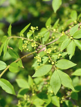 Bild von Korkflügelstrauch, Pfaffenhütchen, Flügel-Spindelstrauch im Onlineshop von Bohlken Pflanzenversand GbR