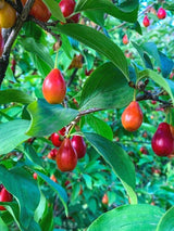 Bild von Kornelkirsche im Onlineshop von Bohlken Pflanzenversand GbR