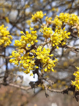 Bild von Kornelkirsche im Onlineshop von Bohlken Pflanzenversand GbR