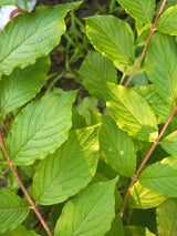 Bild von Kornelkirsche im Onlineshop von Bohlken Pflanzenversand GbR