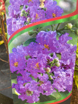 Bild von Kreppmyrte, Kräuselmyrte 'Catawba' im Onlineshop von Bohlken Pflanzenversand GbR