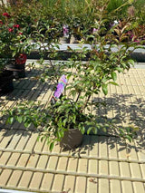 Bild von Kreppmyrte, Kräuselmyrte 'Catawba' im Onlineshop von Bohlken Pflanzenversand GbR