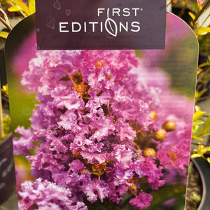 Bild von Kreppmyrte, Kräuselmyrte 'Purple Magic' im Onlineshop von Bohlken Pflanzenversand GbR