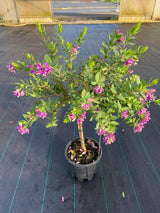 Bild von Kreuzblume im Onlineshop von Bohlken Pflanzenversand GbR