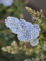 Bild von Kriechende Säckelblume im Onlineshop von Bohlken Pflanzenversand GbR