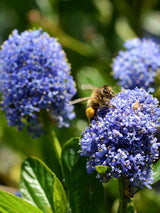 Bild von Kriechende Säckelblume im Onlineshop von Bohlken Pflanzenversand GbR