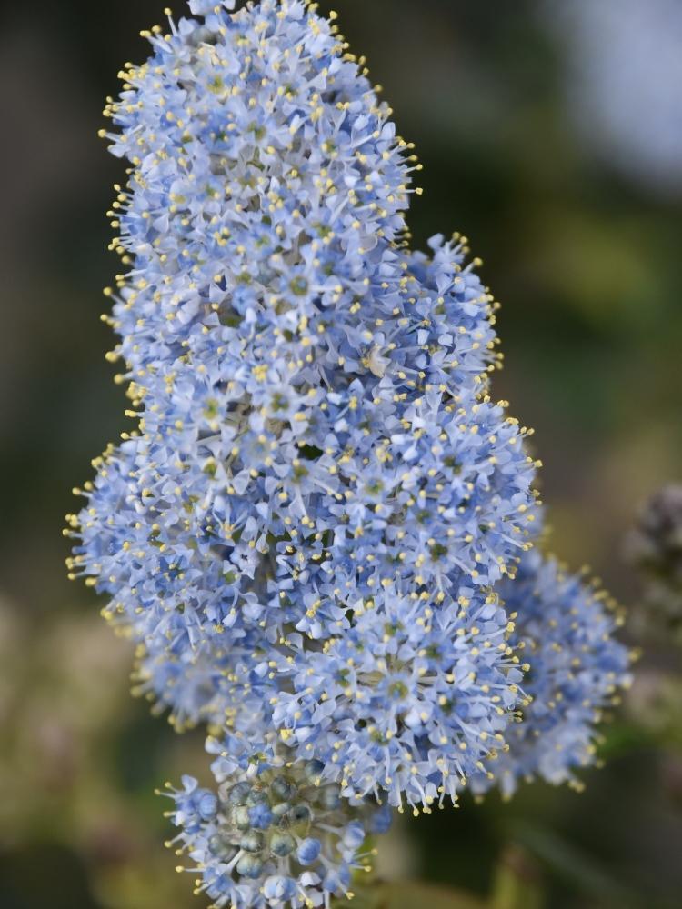 Bild von Kriechende Säckelblume im Onlineshop von Bohlken Pflanzenversand GbR