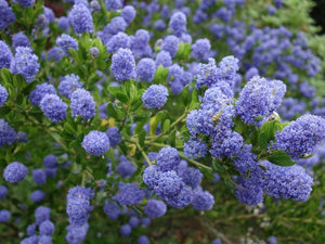 Bild von Kriechende Säckelblume im Onlineshop von Bohlken Pflanzenversand GbR