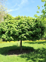 Bild von Kugel-Ahorn 'Globosum' im Onlineshop von Bohlken Pflanzenversand GbR