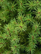 Bild von Kugelfichte 'Alberta Globe' im Onlineshop von Bohlken Pflanzenversand GbR