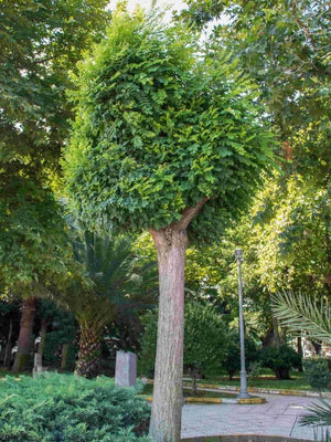Bild von Kugelrobinie 'Umbraculifera' im Onlineshop von Bohlken Pflanzenversand GbR