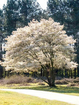 Bild von Kupfer-Felsenbirne im Onlineshop von Bohlken Pflanzenversand GbR