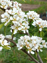 Bild von Kupfer-Felsenbirne im Onlineshop von Bohlken Pflanzenversand GbR