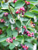 Bild von Kupfer-Felsenbirne im Onlineshop von Bohlken Pflanzenversand GbR