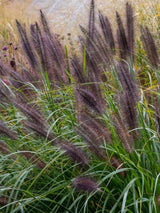 Bild von Lampenputzergras, Federborstengras 'Black Beauty' im Onlineshop von Bohlken Pflanzenversand GbR