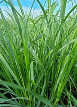 Bild von Lampenputzergras, Federborstengras 'Black Beauty' im Onlineshop von Bohlken Pflanzenversand GbR